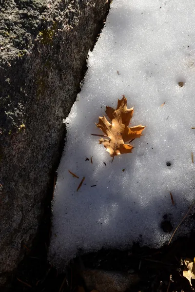 DSC_5194 (Large).JPG